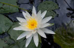 American waterlily